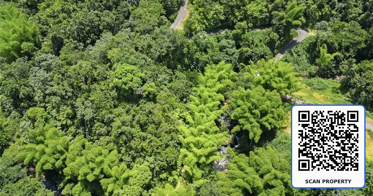 Carretera 124 KM 1.3 BO. BUENA VISTA property photo